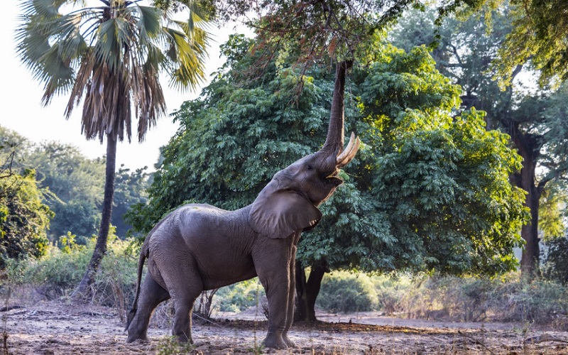 The Ultimate Tiger Fishing Escape: 4 Nights Baines River Camp, Zambia